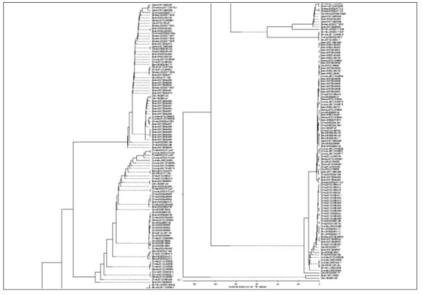 CEVd Minus 가닥의 Phylogenetic Tree