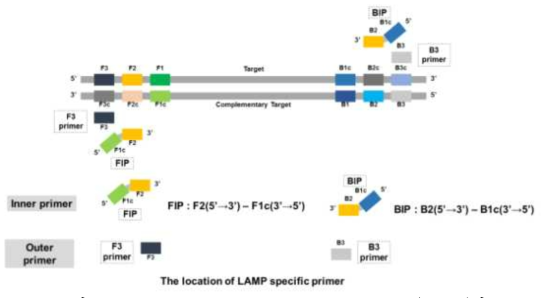 Loop-mediated isothermal amplification (LAMP)의 프라이머의 위치 및 구성 모식도