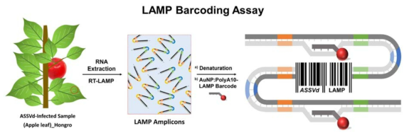 ASSVd-LAMP barcoding assay의 모식도