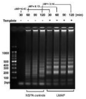 AuNP-oligonucleotide 결합의 활용을 위한 LAMP 증폭 확인