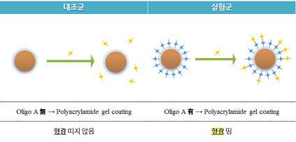 폴리아크릴아마이드 코팅 비드의 형광 확인 모식도