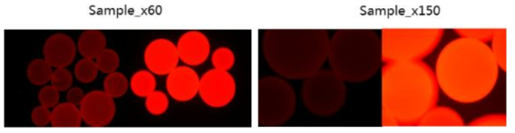 폴리아크릴아마이드 코팅 비드의 형광 확인 결과