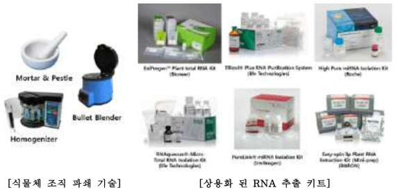 바이로이드 감염 식물체의 조직 파쇄 기술 및 상용화 된 RNA 추출 키트