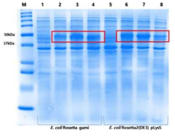 다양한 균주에서의 단백질 발현 양상