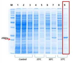 다양한 발현 온도에서의 단백질 발현 양상