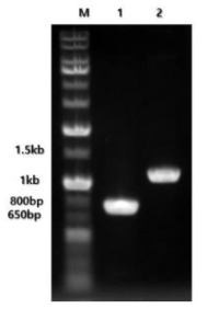 point mutation을 위한 PCR 증폭 실시 결과