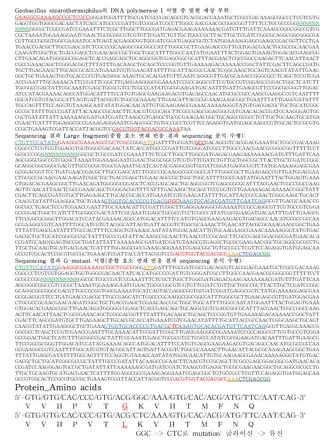 Bst polymerase의 유전자 발현 부위 및 돌연변이 서열 분석 결과