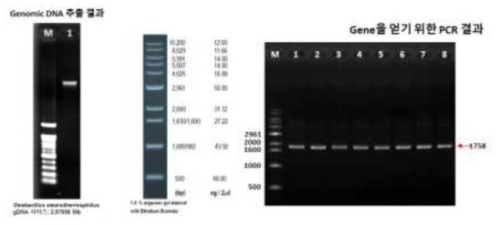 G.stearothermophilus의 DNA polymerase I 유전자 서열을 얻기 위한 중합 효소 연쇄 반응 결과