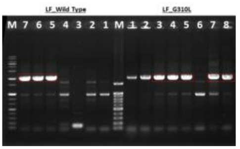 T-blunt cloning 과정 결과 확인을 위한 colony PCR 수행 결과