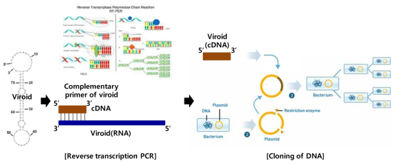 주요 바이로이드 감염체 서열 분석을 위한 RT-PCR과 cloning 기술