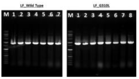 T-blunt cloning 과정 결과 확인을 위한 colony PCR 수행 결과