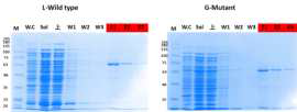 발현 결과 확인 위한 SDS-PAGE (BL21(DE3)pLysS, Rosetta™ gami(DE3) 균주)