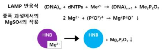 LAMP 반응 및 Hydroxynaphthol Blue의 색변화 원리