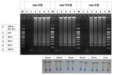시간에 따른 LAMP 증폭 및 HNB 시약 색 변화