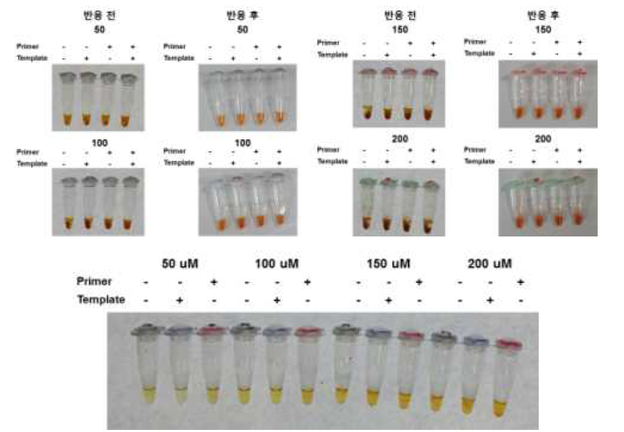 Neutral Red를 활용한 등온 증폭 후의 색 변화 관찰 결과