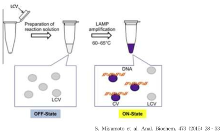 LCV 이용 colorimetric LAMP 원리