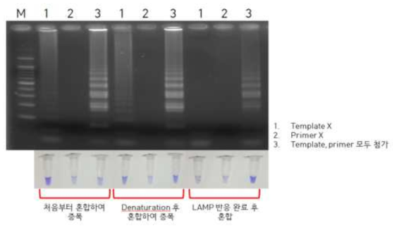 LCV-immobilized tube 이용 LAMP 수행 결과