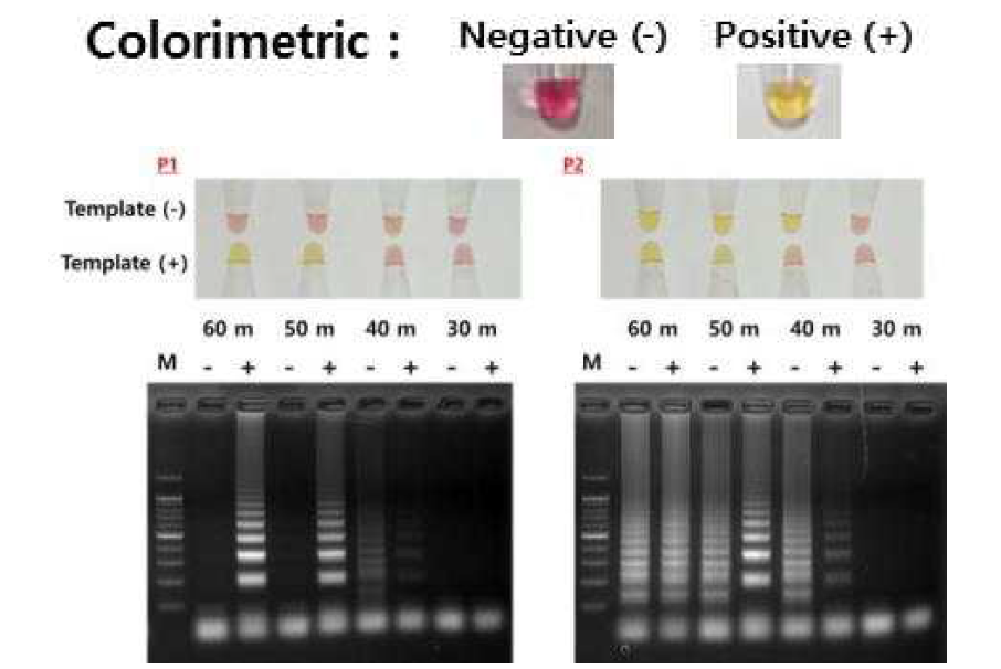 Phenol red mix kit 활용 시간별 결과, 육안 관찰 및 agarose gel 전기영동