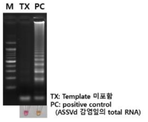 Phenol red mix kit 활용, 현장 시료 추출 RNA의 증폭 및 검출 결과