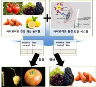 식물체 바이로이드 질병 감염 의심 현장 시료에 대한 바이로이드 현장 진단 시스템의 도입 모식도