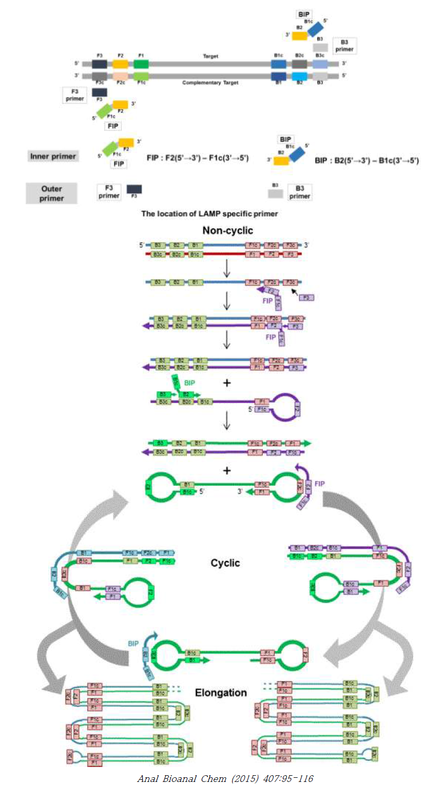 Loop-mediated isothermal amplification(LAMP)의 프라이머 위치, 증폭 모식도