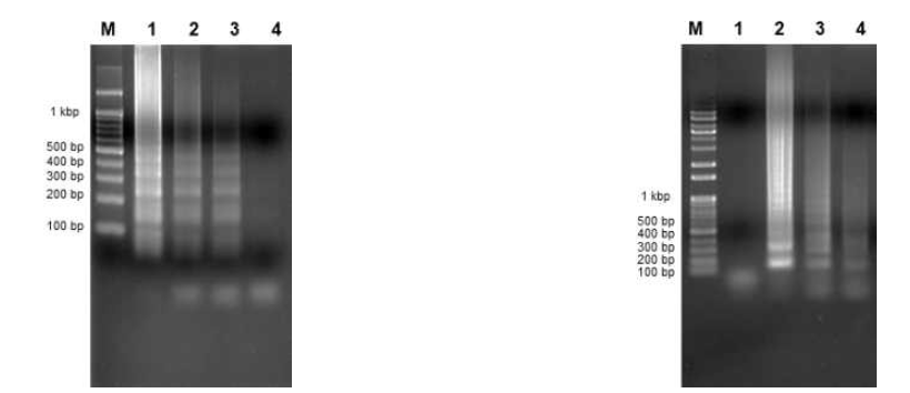 프라이머 세트를 통한 최적의 등온 증폭 반응 – MgSO4 농도 조건 확인(왼쪽), 프라이머 세트를 통한 최적의 등온 증폭 반응 – Primer 비율 조건 확인(오른쪽)