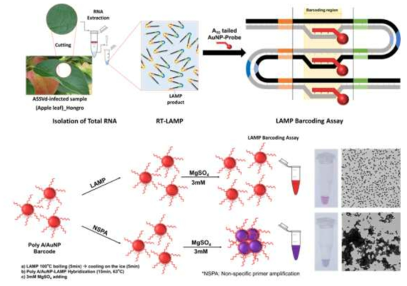 ASSVd-LAMP barcoding assay의 모식도