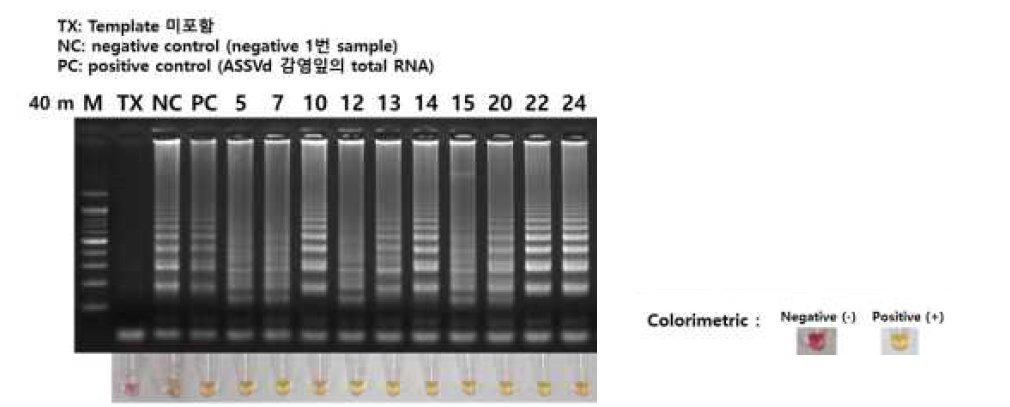 미니 트리에서 추출한 RNA의 RT-LAMP 결과-40분 반응