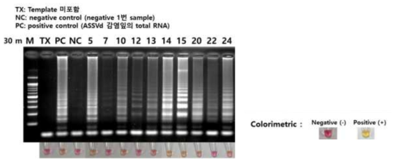 미니 트리에서 추출한 RNA의 RT-LAMP 결과-30분 반응