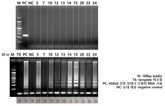 미니 트리에서 추출한 RNA의 RT-PCR과 RT-LAMP의 비교 결과