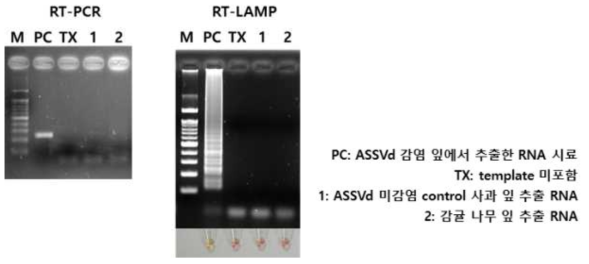 특이성 확보를 위한 바이로이드 감염체와 미감염체의 증폭 결과 비교