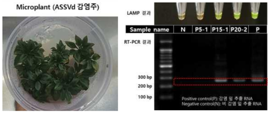 1000X SYBR green I으로 확인한 미니트리의 RT-LAMP 결과-2