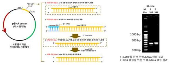 RNA 생성을 위한 플라스미드 DNA 모식도 및 PCR 결과