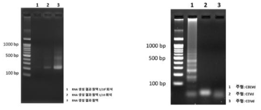 CBLVd의 RNA 생성 결과 및 특이성 확인 실험