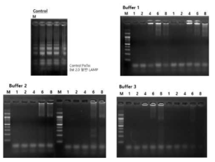 L 타입 발현 효소의 양에 따라 LAMP 증폭 반응 확인