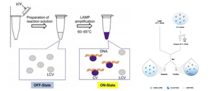 LCV 이용 Colorimetric LAMP 원리