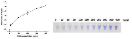 DNA 농도별 LCV의 색 변화 확인 결과