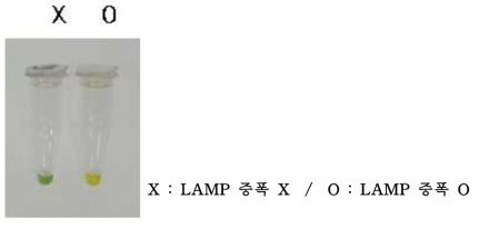 10% acetic acid 25ul 첨가 B.T.B 용액의 LAMP 증폭 산물 반응 결과