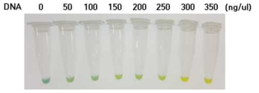 LAMP 증폭 산물의 DNA 농도에 따른 B.T.B 용액의 색 변화 확인