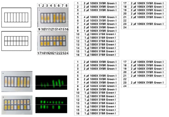 Wax printing 활용 종이 패드 구역 확인, SYBR green I의 형광 확인2