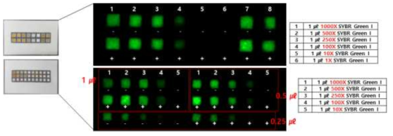 Wax printing 활용 종이 패드 내의 SYBR green I의 농도별 형광 확인