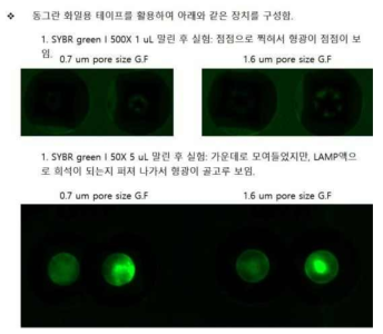 글라스 피버 패드 포어 크기와 SYBR green I의 농도에 따른 형광 확인