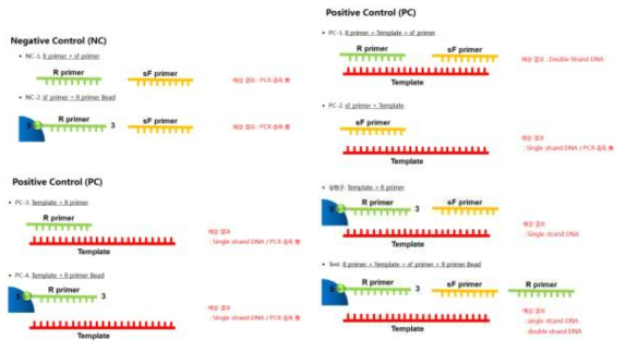 단일 가닥 DNA를 생성하기 위한 실험군과 대조군