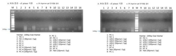 단일 가닥 DNA를 생성하기 위한 PCR 증폭 결과-아가로오즈 겔 전기영동 결과 (sF 프라이머 활용)