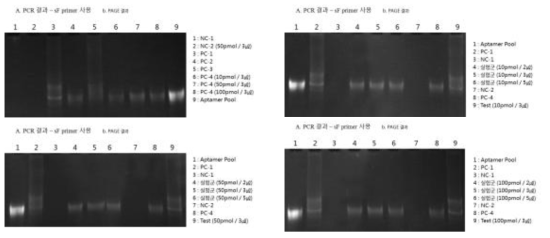 단일 가닥 DNA를 생성하기 위한 PCR 증폭 결과-PAGE 결과 (sF 프라이머 활용)