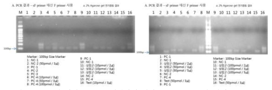 단일 가닥 DNA를 생성하기 위한 PCR 증폭 결과-아가로오즈 겔 전기영동 결과 (sF 대신 F 프라이머 활용)