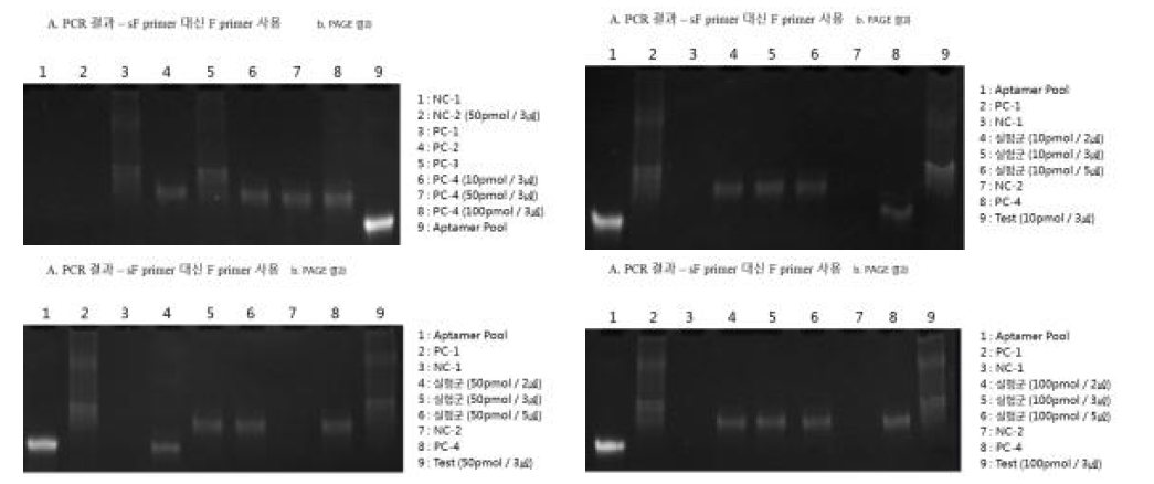 단일 가닥 DNA를 생성하기 위한 PCR 증폭 결과-PAGE 결과 (sF 대신 F 프라이머 활용)