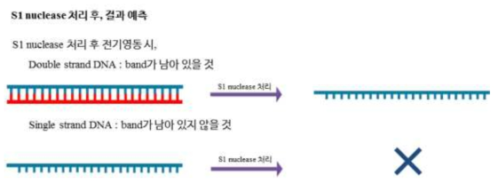 단일 가닥 DNA를 생성의 확인을 위한 S1 nuclease의 활성 모식도