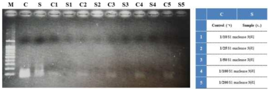 단일 가닥 DNA를 생성의 확인을 위한 S1 nuclease의 처리 결과