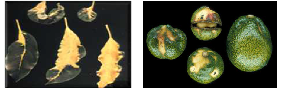 Avocado sunblotch viroid에 감염된 아보카도 잎과 과실